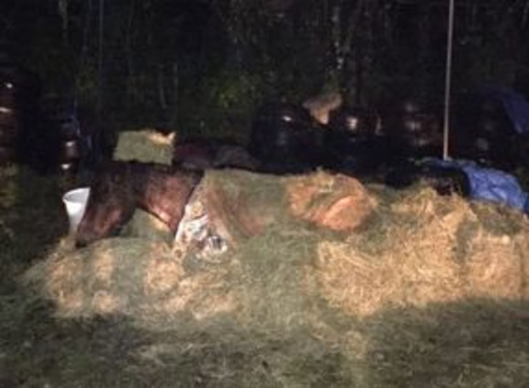 The two year old horse named Poppy was stranded down a steep bank alongside rapidly rising flood water yesterday.
