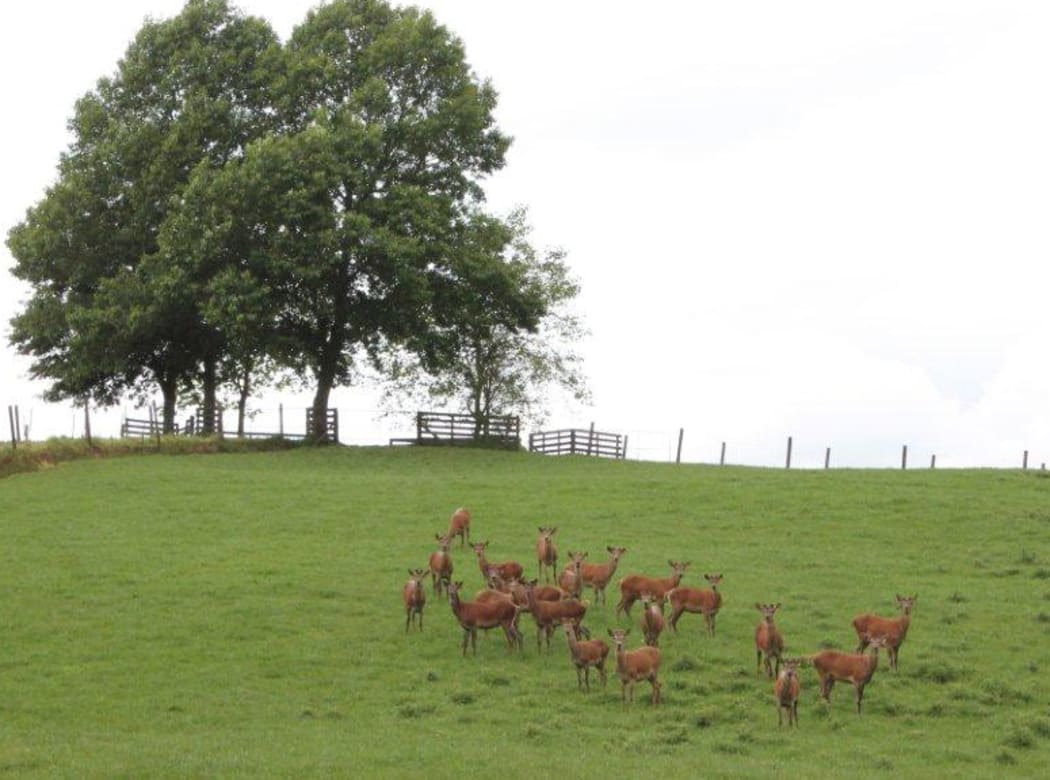 A Waikato deer farm