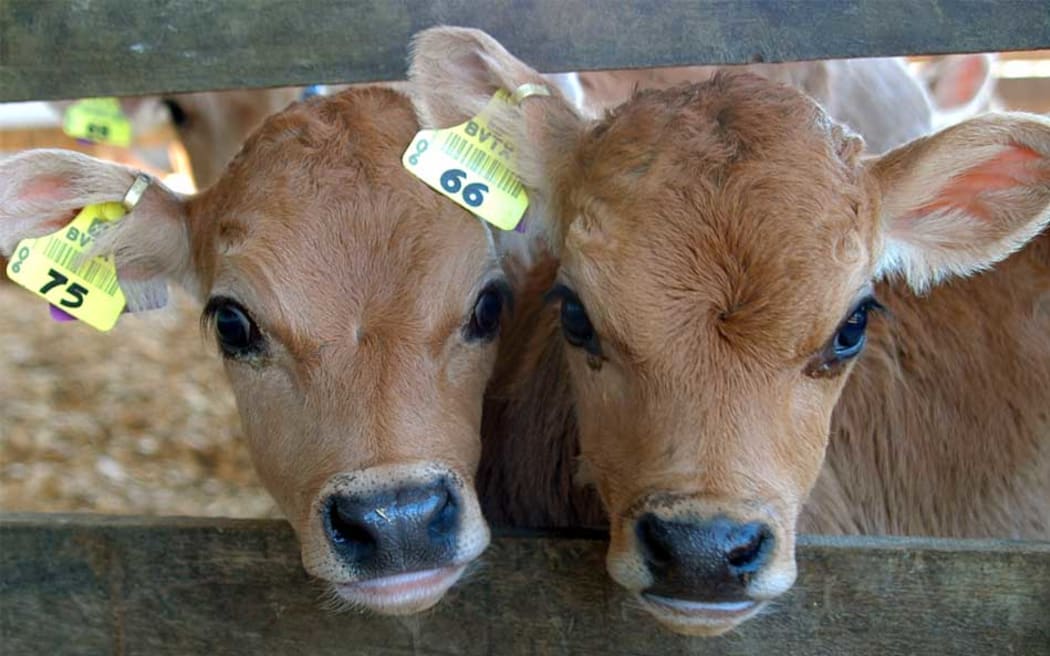 Cows