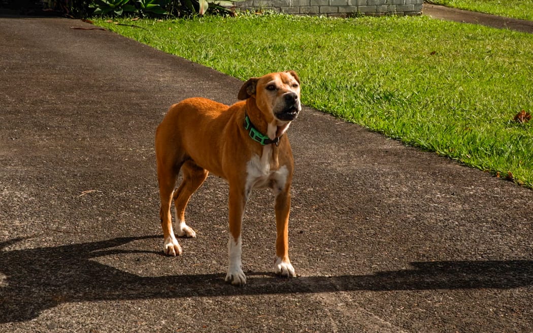 Roaming Dogs in South Auckland