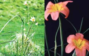 South African plant Cape Tulip.