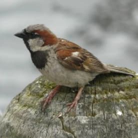 Photo for Sparrow