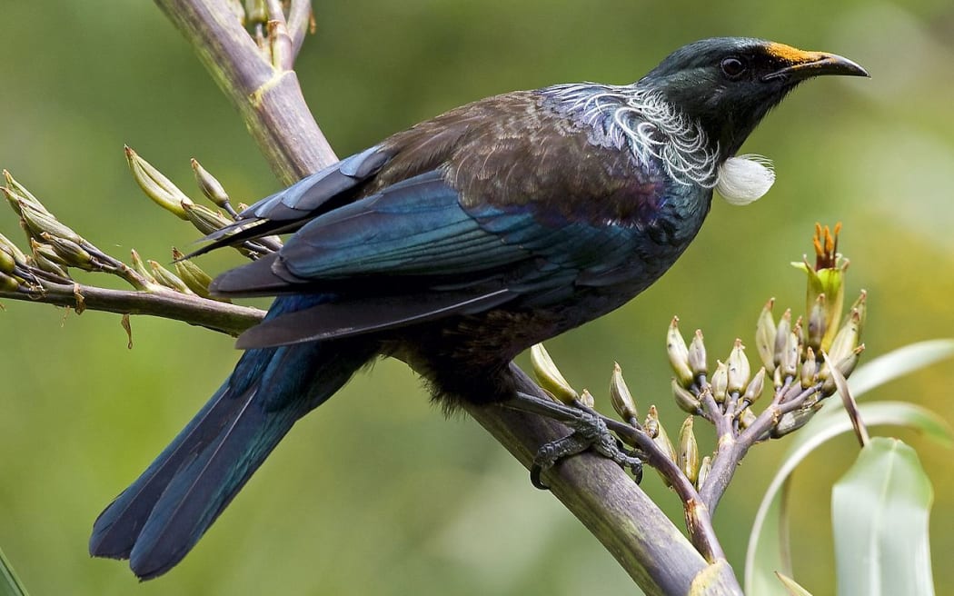 Tui on flax