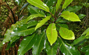 Raukaua (Raukaua edgerleyi)