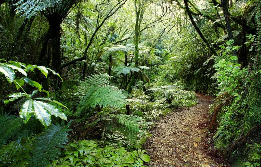 New Zealand bush