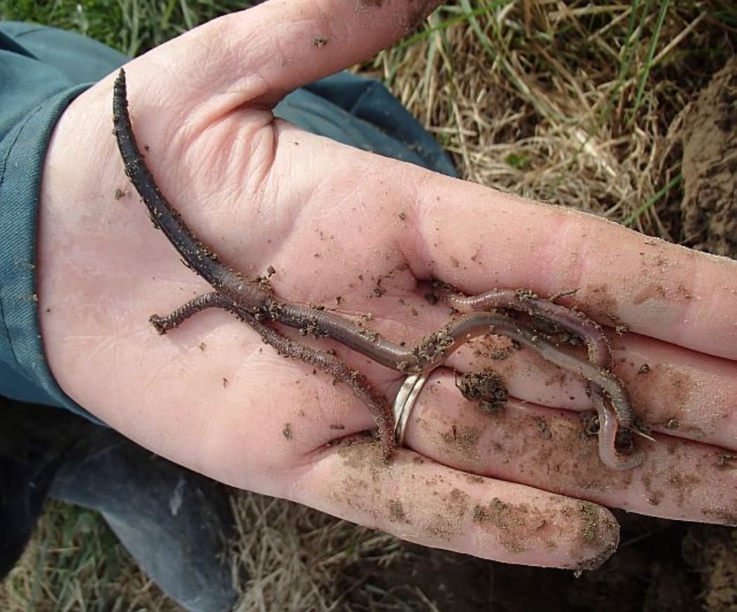 A handful of worms collected from a small clod of soil is an indication of a healthy productive pasture.