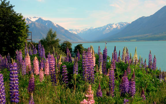 Ohau Lodge lupin field, New Zealand