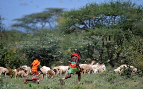 Invading locusts spring into flight from ground vegetation as young girls in traditional Samburu-wear run past to their cattle at Larisoro village near Archers Post, on January 21, 2020. -