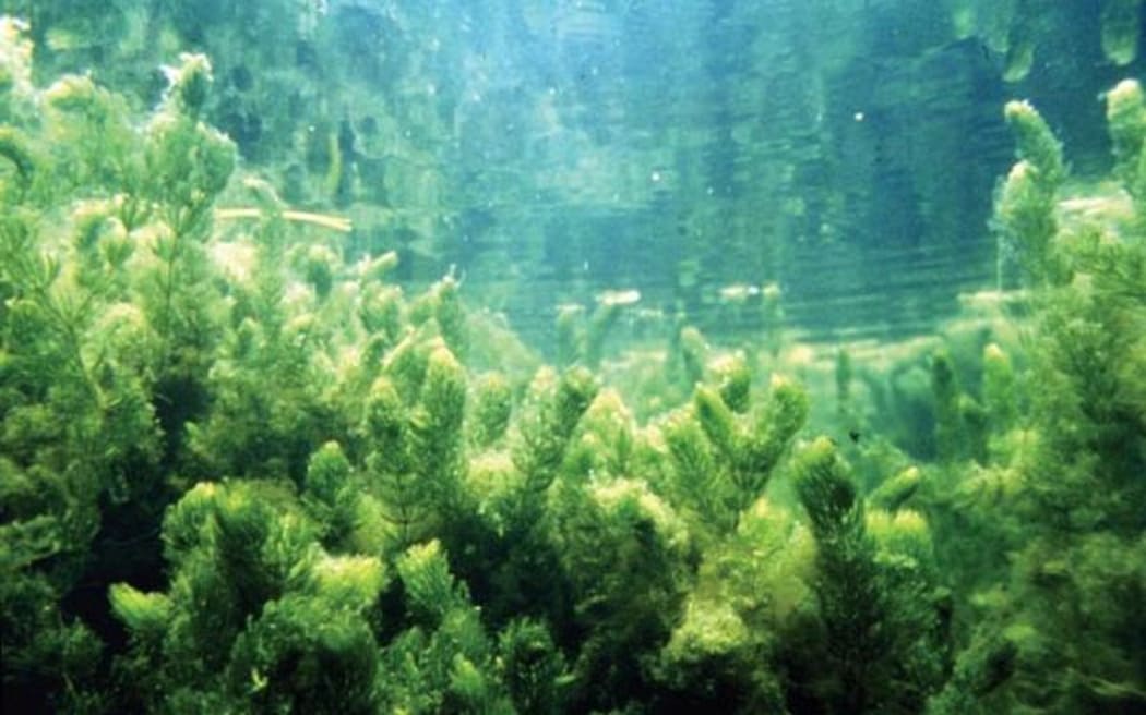 Hornwort