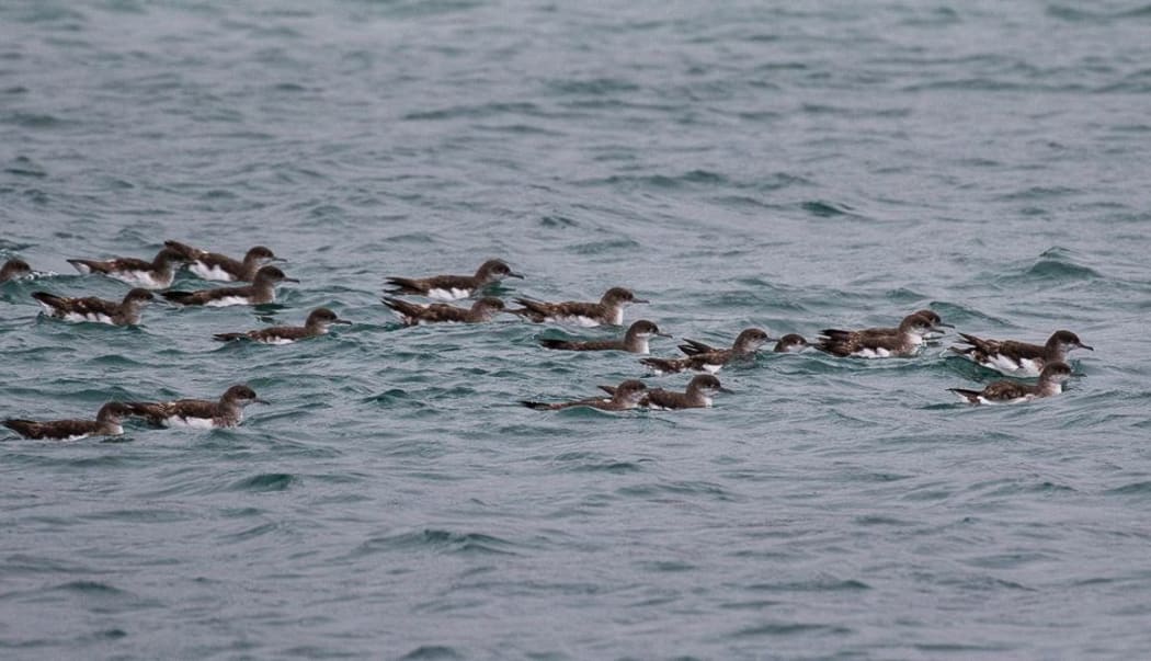 Large groups of fluttering shearwaters are a common sight in Wellington Harbour in winter.