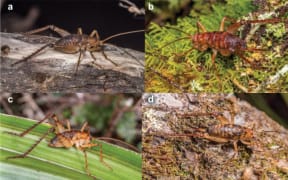 New species of Macropathinae from New Zealand. a) Crux boudica sp. nov., male, Rakiura (D. Hegg). b) Crux boudica sp. nov., female, Skippers Range (D. Hegg). c) Crux heggi sp. nov., male, Paparoa Range (D. Hegg). d) Crux heggi sp.  nov.,  female,  Saxon  River  (D.  Hegg).  e)  Occultastella  morgana  sp.  nov.,  male,  Buller  River  (T.  Jewell).  f) Occultastella morgana sp. nov., female, Cobb Valley (A. McDonald).