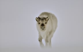 Reindeer walking in the blizzard - Agardbukta Spitzberg. 
on the heights of the Agardbukta 
Biosphoto / Pierre Vernay