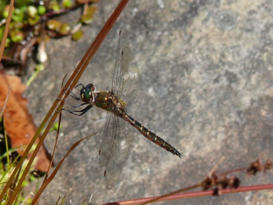 A ranger dragonfly (Procordulia smithii).