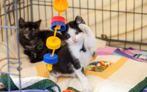 SPCA kittens