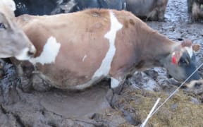 Cows grazing in mud on a Southland farm.