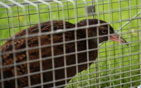 A weka found at Manaia.