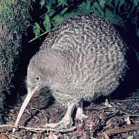 Photo for Kiwi - (great spotted)