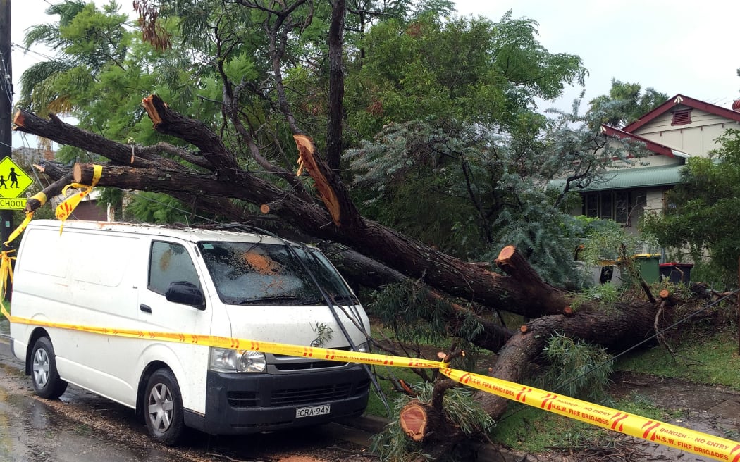 An uprooted tree fall on a parked car in the residential area of the western Sydney.