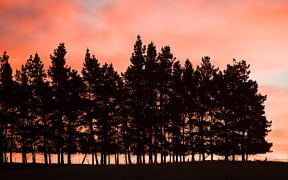 pine trees