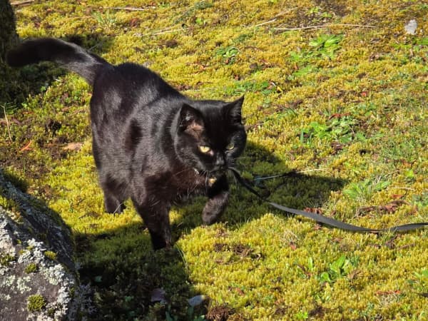 Travelling companion Maggie the cat.