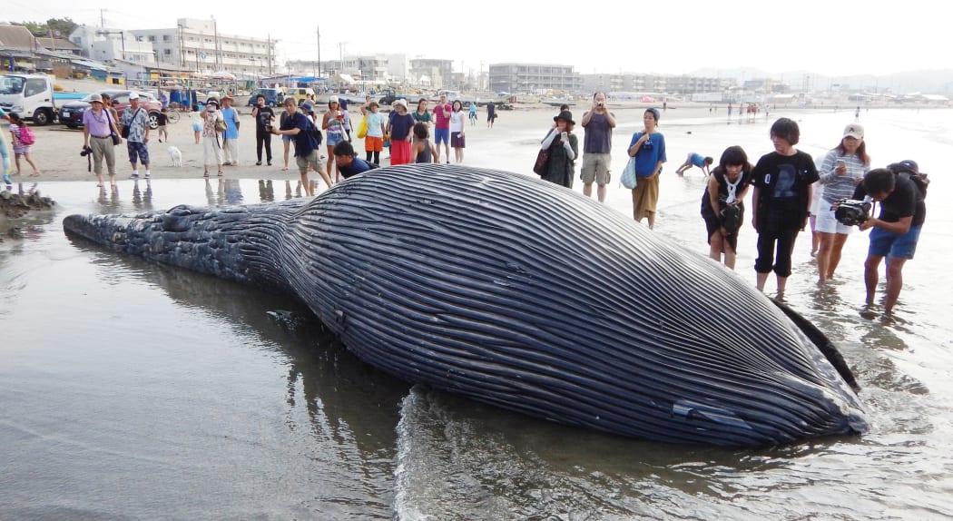 Crowds flock to see the stranded whale carcass washed up at a beachfront of the Yuigahama Beach in Kamakura City.