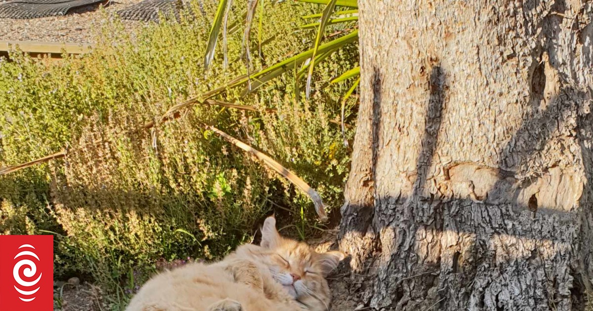 Helen Clark the cat and his Coromandel humans - Vimarsana News