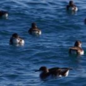 Photo for Hutton's shearwater