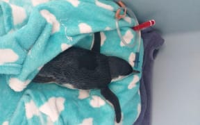 Within the past week the Bird Rescue Charitable Trust has been unable to save five emaciated penguins brought in by members of the public from Orewa and Milford.
