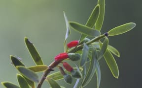 A tōtara sapling with red berries