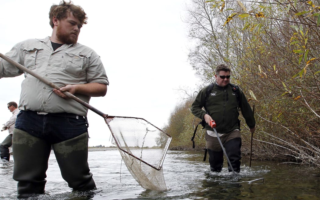 Members of North Canterbury Fish & Game rescue fish from Ashley River.