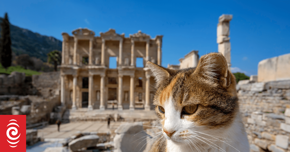 Domestic cats haven't been around as long as we thought