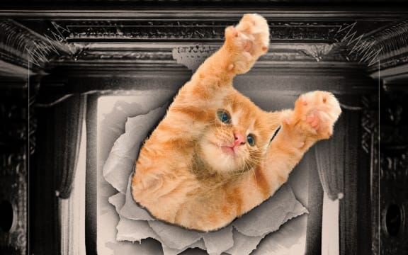 CatVideoFest
