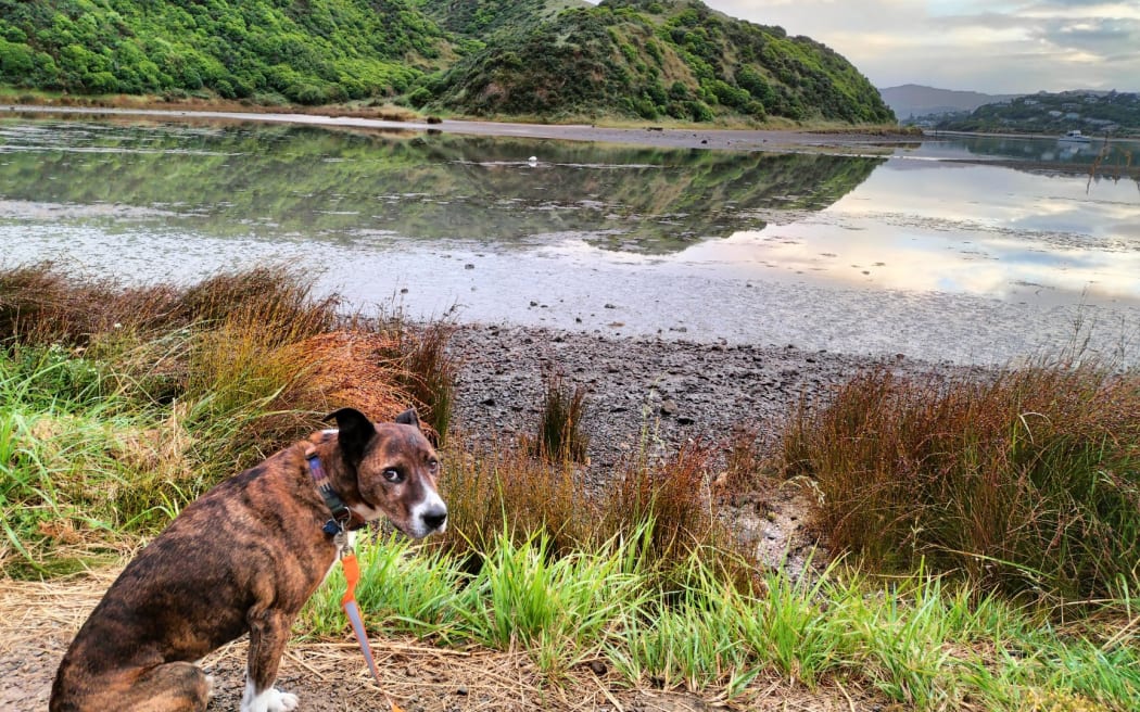 Mack the dog by the beach.
