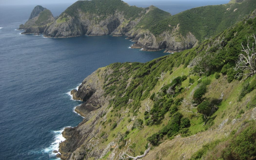 Three kiwi were killed by dogs on the track to Cape Brett, near Rāwhiti in the Bay of Islands.