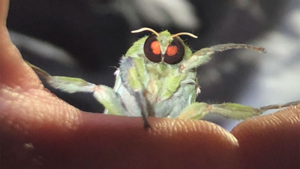 Puriri Moth