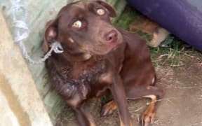 Maggie the dog had a chain embedded in her neck when found.
