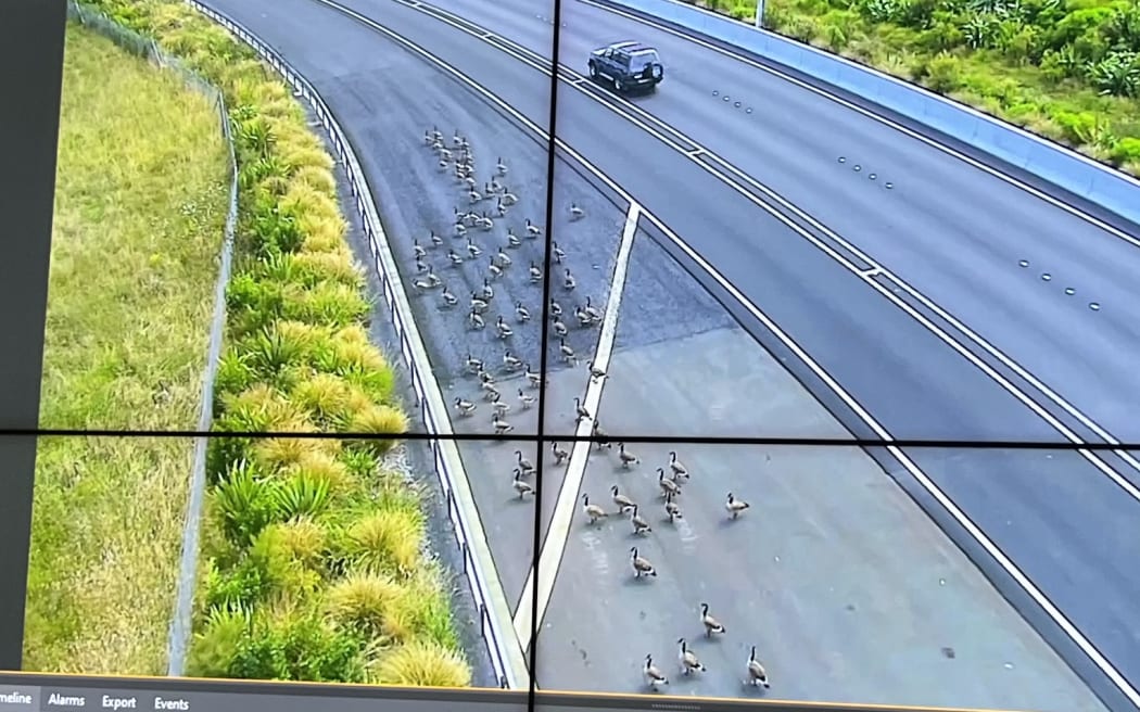 Motorists were warned of the flock of Canada geese seen on the North Shore's State Highway 18, at the Constellation Drive on-ramp, on 27 December, 2024.