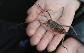 Bluff weta Deinacrida elegans