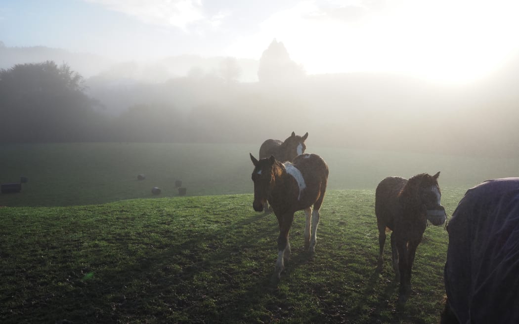 Horses in the mist