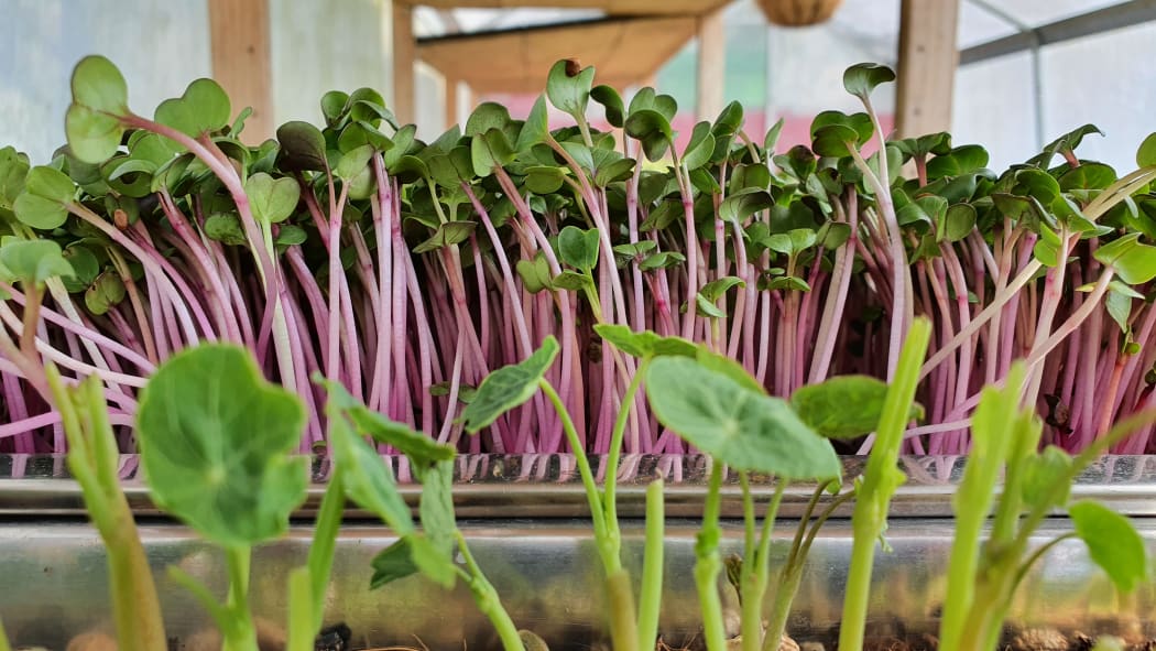 Victoria's microgreens nearly ready for harvest