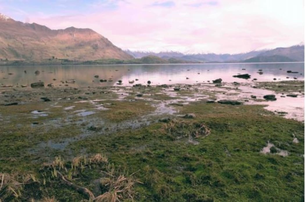 Shoreline of Lake Wanaka near Pump station 2. Photo / QLDC