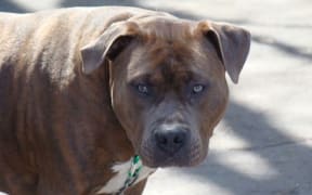 Pit bull terrier (file photo)