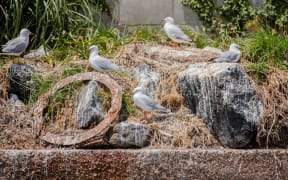 Gulls on a rock.