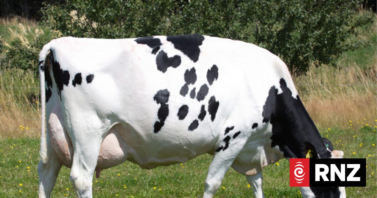 Meat sector unclear what Trump's tariffs mean for New Zealand
