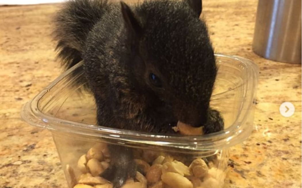 Instagram Squirrel Peanut in a bowl of peanuts.