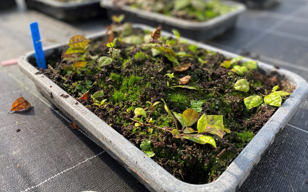 The layered propagation ecosystem in the Scion nursery.
