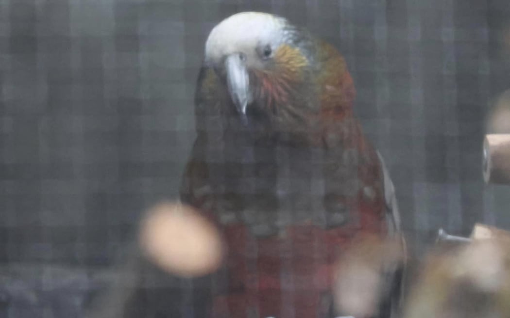 Charlie Girl the kākā.