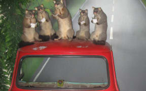 some possums on a mini