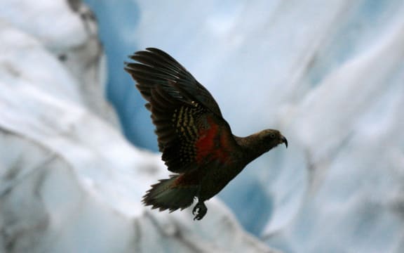 Kea bird, franz josef glacier, new zealand