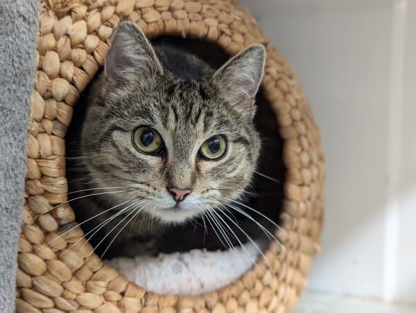 Some of the pets and companion animals from across Aotearoa that will be listening to Concert for Animals on RNZ Concert.